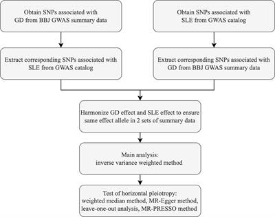 Graves’ disease and systemic lupus erythematosus: a Mendelian randomization study